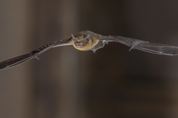 Supporting Bat Conservation Efforts in Knowle Park and Beyond