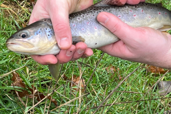 First Catch: The Tale of the 12-Inch Brown Trout from Knowle Park's Brook