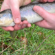 First Catch: The Tale of the 12-Inch Brown Trout from Knowle Park’s Brook
