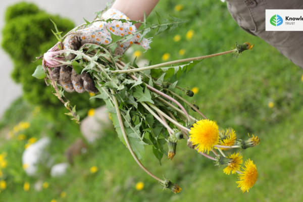 Embracing Weeds at Knowle Park