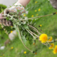 Embracing Weeds at Knowle Park